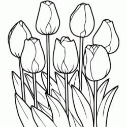 Dibujo para colorear Tulipanes