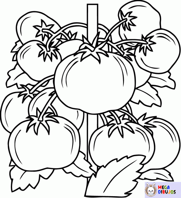 Dibujo para colorear Tallo de tomate