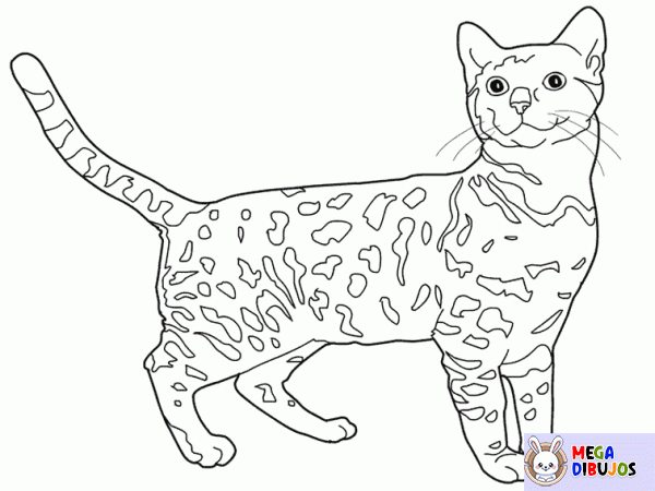 Dibujo para colorear Gato de bengala