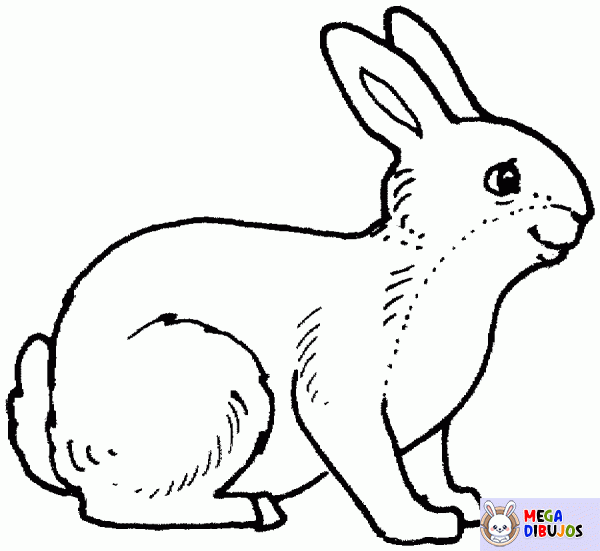 Dibujo para colorear Conejo