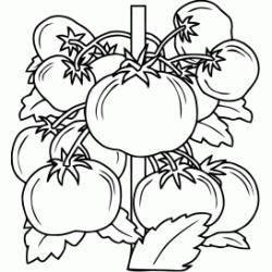 Dibujo para colorear Tallo de tomate