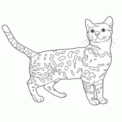 Dibujo para colorear Gato de bengala