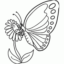 Dibujo para colorear Mariposa forrajeo