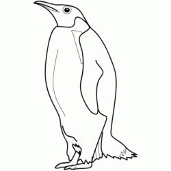 Dibujo para colorear Pingüino de pie alto